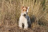 FOX TERRIER 040